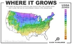 Hillside Creeper Scotch Pine (Pinus Sylvestris) - 3 Gallon Pot -Plantify Shop 3A 8A 8