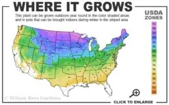 White Nancy Lamium - 5 Pack Of Pint Pots -Plantify Shop 3a 8b 10