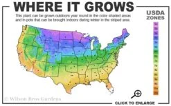 Prairie Dropseed Grass (Sporobolis Heterolepis) - 1 Gallon Pot -Plantify Shop 3a 9b 17