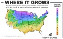 Grancy Graybeard - White Fringe Tree - 7 Gallon Pot (2-3') -Plantify Shop 3b 9a 2