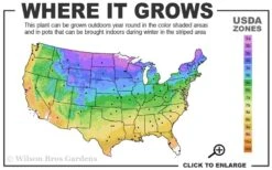 Ruby Spice Summersweet (Clethra) - 3 Gallon Pot -Plantify Shop 3b 9b