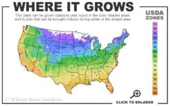 Popcorn Drift Groundcover Rose - 1 Gallon Pot -Plantify Shop 4a 11 1