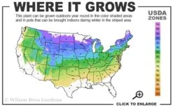 Vanderwolf's Pyramid Limber Pine (Pinus Flexilis) - 1 Gallon Pot -Plantify Shop 4a 8a