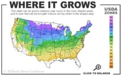 Candy Lights Cold Hardy Azalea (Rhododendron) - 3 Gallon Pot -Plantify Shop 4a 8b 14