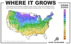 Heatherbun Atlantic White Cedar (Chamaecyparis Thyiodes) - 1 Gallon Pot -Plantify Shop 4a 8b thumbnail 2