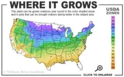 Gold Lace Juniper - 1 Gallon Pot -Plantify Shop 4a 9a