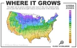 Evergreen Periwinkle - Vinca Minor - 6 Pack Of Pint Pots -Plantify Shop 4a 9b 9