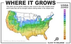 Tall Mondo Grass - 6 Pack Of Pint Pots -Plantify Shop 5a 10b 12