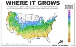 Highlights Arborvitae Thuja Janed Gold - 6 Gallon Pot -Plantify Shop 5a 8b 5