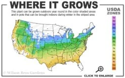 Eternal Fragrance Pink Summer Daphne - Daphne X Transatlantica 'BLAFRA' - 2 Gallon Pot -Plantify Shop 5a 9a 1