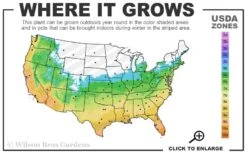 Royal Purple Liriope (Lilyturf) - 6 Pack Of 1 Gallon Pots -Plantify Shop 5b 11 1