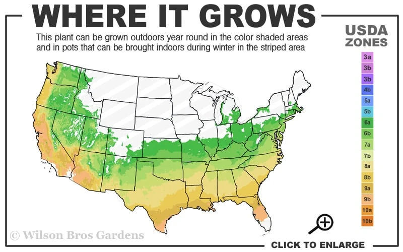 Cherry Dazzle Dwarf Crape Myrtle - 1 Gallon Pot 5 Cherry Dazzle Dwarf Crape Myrtle - 1 Gallon Pot - Image 3