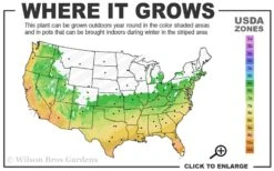 Double Feature Red Crape Myrtle - 3 Gallon Pot -Plantify Shop 6a 10a