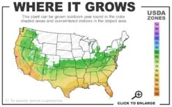 Sarah's Favorite Crape Myrtle - 7 Gallon Pot (5-6') -Plantify Shop 6a 10b 11