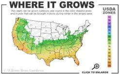 Dwarf Green Stripe Bamboo - Pleioblastus Viridistriatus - 2 Gallon Pot -Plantify Shop 6a 11 1