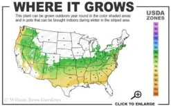 Southern Lady Pieris - 3 Gallon Pot -Plantify Shop 6a 8b