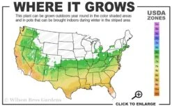 Fire Star Dianthus (Carnation) - 1 Gallon Pot -Plantify Shop 6a 9b 41