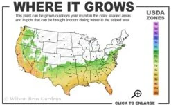 My Fair Myrtle Crape Myrtle (Lagerstroemia) - 3 Gallon Pot -Plantify Shop 6b 10b 2