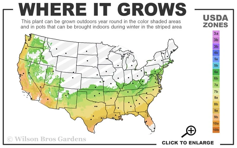 Ebony Flame Crape Myrtle - 7 Gallon Pot (4-5') 5 Ebony Flame Crape Myrtle - 7 Gallon Pot (4-5') - Image 3
