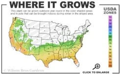 Muskogee Lavender Crape Myrtle - 6 Pack Of 1 Gallon Pots -Plantify Shop 6b 9b 18