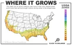 Fragrant Orange Tea Olive - Osmanthus Fragrans Aurantiacus - 1 Gallon Pot -Plantify Shop 7B 10B 4
