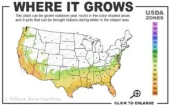 Early Bird Lavender Crape Myrtle - 3 Gallon Pot -Plantify Shop 7a 10a 4