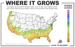 Delta Flame Crape Myrtle - 2 Gallon Pot -Plantify Shop 7a 10b 21