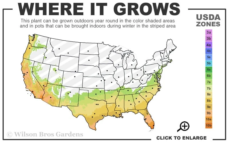 Ebony & Ivory Crape Myrtle - 3 Gallon Pot 5 Ebony & Ivory Crape Myrtle - 3 Gallon Pot - Image 3