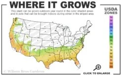 Zuni Purple Crape Myrtle - 1 Gallon Pot -Plantify Shop 7a 9b 20