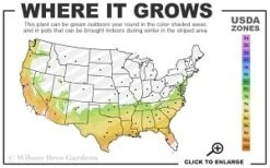 Miles High Weeping Deodar Cedar - 3 Gallon Pot -Plantify Shop 7a 9b thumbnail