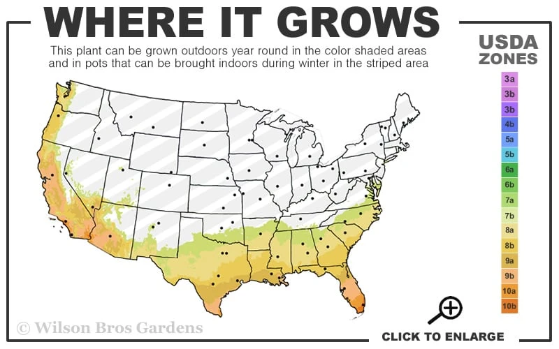 Fudingzhu Fragrant White Tea Olive (Osmanthus Fragrans) - 3 Gallon Pot 5 Fudingzhu Fragrant White Tea Olive (Osmanthus Fragrans) - 3 Gallon Pot - Image 3