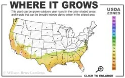 Center Stage Red Black Leaf Crape Myrtle -2 Gallon Pot -Plantify Shop 7b 9b