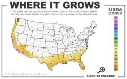 Star Jasmine Vine (Trachelospermum Jasminoides) - 1 Gallon Pot -Plantify Shop 8a 11 13