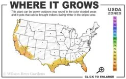 Silk Bamboo - Bambusa Textilis 'Glabra' - 2 Gallon Pot -Plantify Shop 8b 11