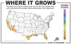 Yellow Buddha Belly Bamboo - Bambusa Ventricosa 'Kimmei' - 3 Gallon Pot -Plantify Shop 9a 11 2