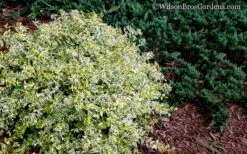 Lemon Lime Dwarf Abelia - 3 Gallon Pot -Plantify Shop Abelia Lemon Lime 52