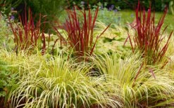 Golden Sweet Flag - Acorus Gramineus 'Ogon' - 10 Pack Of Quart Pots -Plantify Shop Acorus Ogon 103