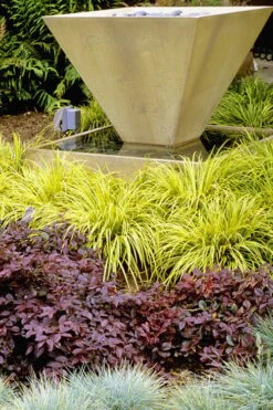 Golden Sweet Flag - Acorus Gramineus 'Ogon' - 10 Pack Of Quart Pots -Plantify Shop Acorus Ogon 104