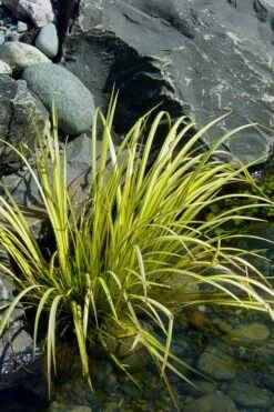 Golden Sweet Flag - Acorus Gramineus 'Ogon' - 10 Pack Of Quart Pots -Plantify Shop Acorus Ogon 105