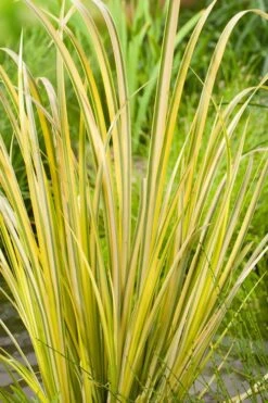 Golden Variegated Sweet Flag - Acorus Gramineus 'Oborozuki' - 18 Count Flats Of Pint Pots -Plantify Shop Acorus Sweet Flag Variegated 500x750 1