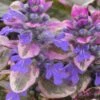 Burgundy Glow Ajuga - Bugleweed - 5-Pack Of 4" Pint Pots -Plantify Shop Ajuga Burgundy Glow 100 1