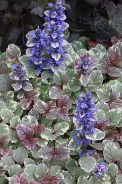 Burgundy Glow Ajuga - Bugleweed - 5-Pack Of 4" Pint Pots -Plantify Shop Ajuga Burgundy Glow 500x750 2