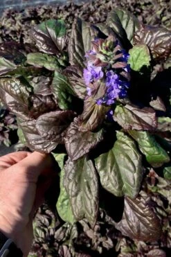 Catlins Giant Ajuga - Bugleweed - 6 Pack Of 3.5" Pint Pots -Plantify Shop Ajuga Catlins Giant 10