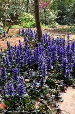 Catlins Giant Ajuga - Bugleweed - 6 Pack Of 3.5" Pint Pots -Plantify Shop Ajuga Catlins Giant 20