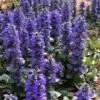 Catlins Giant Ajuga - Bugleweed - 6 Pack Of 3.5" Pint Pots -Plantify Shop Ajuga Catlins Giant 21