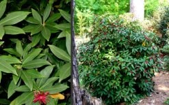 Florida Anise - Illicium Floridanum - 3 Gallon Pot 13 Florida Anise - Illicium Floridanum - 3 Gallon Pot -Plantify Shop Anise Florida