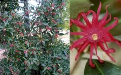 Florida Anise - Illicium Floridanum - 3 Gallon Pot 14 Florida Anise - Illicium Floridanum - 3 Gallon Pot -Plantify Shop Anise Florida 50