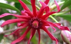 Florida Anise - Illicium Floridanum - 3 Gallon Pot 15 Florida Anise - Illicium Floridanum - 3 Gallon Pot -Plantify Shop Anise Florida Flower 50
