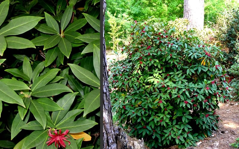 Florida Anise - Illicium Floridanum - 3 Gallon Pot 7 Florida Anise - Illicium Floridanum - 3 Gallon Pot - Image 5