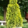 Highlights Arborvitae Thuja Janed Gold - 3 Gallon Pot -Plantify Shop Arborvitae Highlights